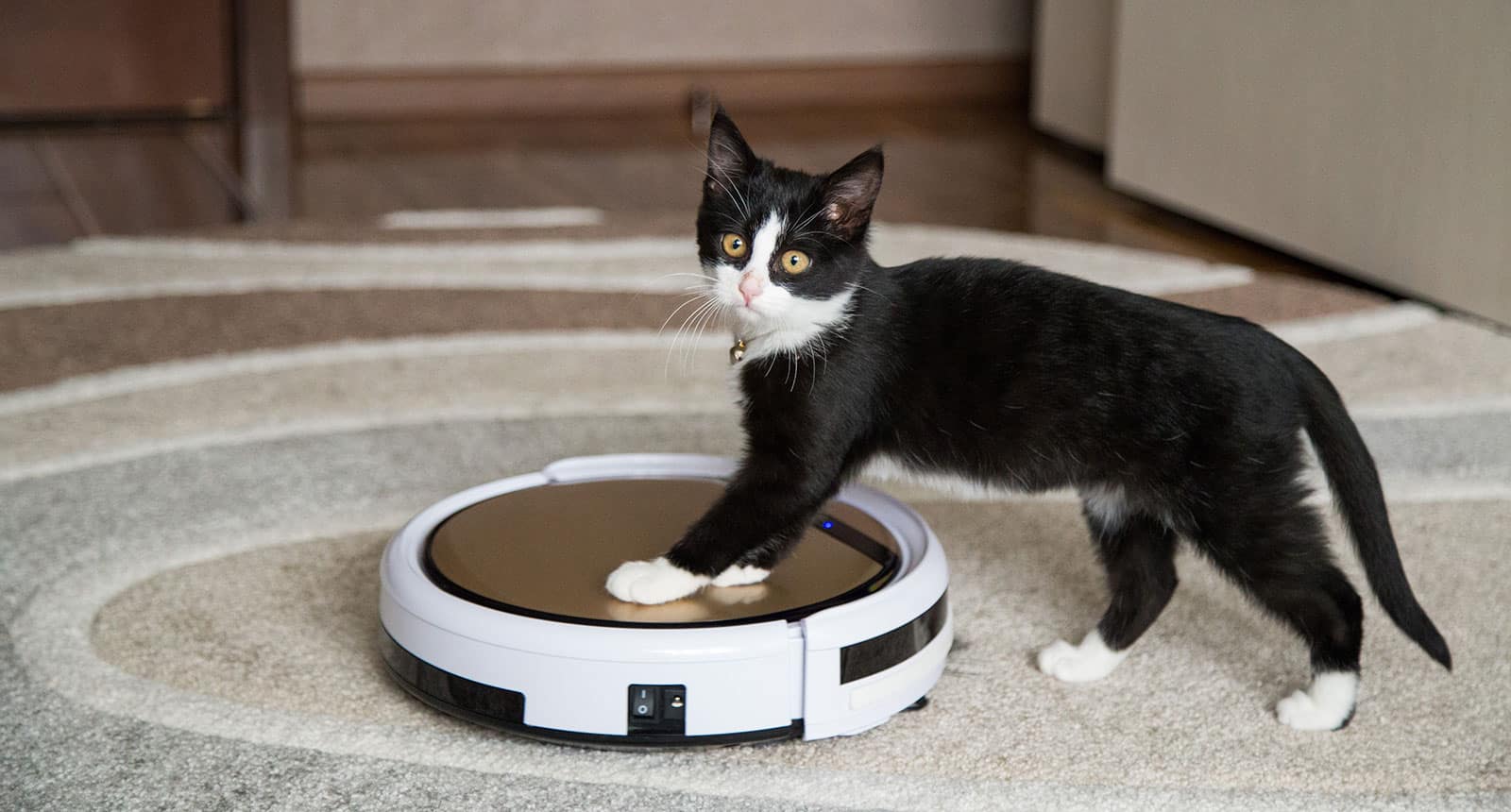 Top 15 Best Robot Vacuums for Pet Hair To Buy in 2021